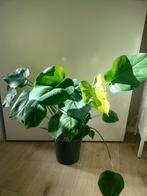 Monstera Deliciosa, Ophalen, Overige soorten, Halfschaduw, Minder dan 100 cm