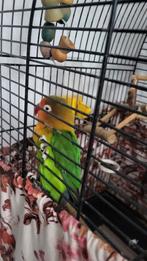 Gratis vogel zonder kooi, Dieren en Toebehoren, Vogels | Parkieten en Papegaaien