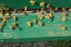 Gezocht bijenvolk!!, Dieren en Toebehoren, Insecten en Spinnen, Bijen