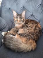 Maine coon poes Cheeta 6 maanden oud, Dieren en Toebehoren, Poes, Gechipt, 0 tot 2 jaar