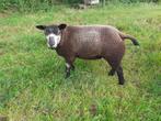 1x blauwe texelaar ram ramlam, Dieren en Toebehoren, Mannelijk, Schaap, 0 tot 2 jaar