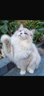 Siberische katers, gecastreerd, 3 jaar oud, Dieren en Toebehoren, Katten en Kittens | Raskatten | Langhaar, Kater, Gechipt, 3 tot 5 jaar