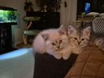 Britse korthaar x langhaar kittens, Dieren en Toebehoren, Poes, Gechipt