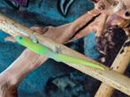Nakweek phelsuma laticauda, Dieren en Toebehoren, Hagedis, 0 tot 2 jaar