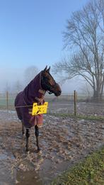 Lief 6-jarig Spaans recreatiepaard, Dieren en Toebehoren, Paarden, Gechipt, Ruin, 3 tot 6 jaar, L
