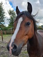Welsh fokmerrie 7 jaar, Dieren en Toebehoren, Merrie