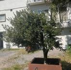 T.k: 3 cortenstaal bloembakken op pootjes incl. planten, Tuin en Terras, Bloembakken en Plantenbakken, Ophalen, Hout, Minder dan 60 cm