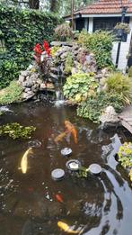 Koi karpers en andere soorten, Karper of Koi