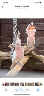 perroquet, Meerdere dieren, Papegaai, Geringd