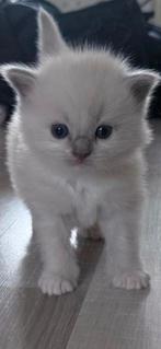 Raszuiver Ragdoll poesjes, Dieren en Toebehoren, Katten en Kittens | Raskatten | Langhaar, Poes, Gechipt