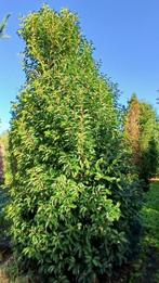 Portugese Laurier van wel 4 meter, Ophalen of Verzenden, Laurier, Struik, 250 cm of meer