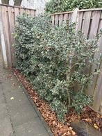 5 Hulst struiken te koop, Ophalen, Hulst, Struik, 100 tot 250 cm