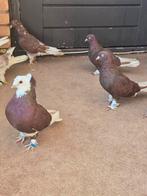 Takla, Mannelijk, Postduif