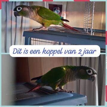 Koppel pyrrhura te koop beschikbaar voor biedingen