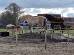 Stalling, Weidegang, 1 paard of pony