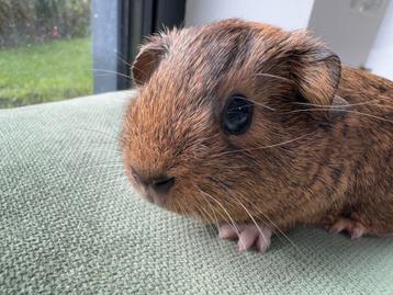 Lief zeugje Anna beschikbaar voor biedingen