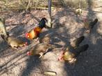 leghorn patrijs, Meerdere dieren, Kip