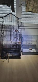 2 vogelkooien groot en klein, Dieren en Toebehoren, Ophalen, Zo goed als nieuw, Metaal, Vogelkooi