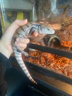Blauwtongskink van juli 2025, Dieren en Toebehoren, Reptielen en Amfibieën, Hagedis, 0 tot 2 jaar