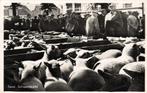 TEXEL, Schapenmarkt (1950s) Ansichtkaart, Ophalen of Verzenden, 1940 tot 1960, Ongelopen, Waddeneilanden