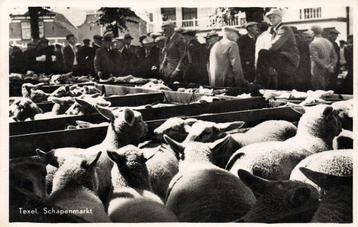 TEXEL, Schapenmarkt (1950s) Ansichtkaart beschikbaar voor biedingen