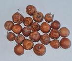 Jujube zaden, Ophalen of Verzenden, Voorjaar, Volle zon, Zaad