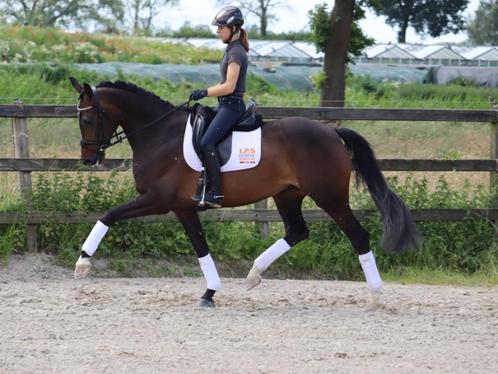 Zadelmak Maken, Training & Verkoop!, Dieren en Toebehoren, Stalling en Weidegang, Stalling, Weidegang, Toebehoren