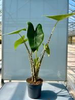 Alocasia Zebrina P14, Huis en Inrichting, Kamerplanten, Ophalen of Verzenden, Overige soorten, Minder dan 100 cm