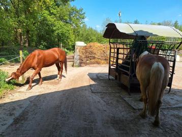 Vol pension, ruin, bos, wei, 24-7 buiten inloopstal paddock beschikbaar voor biedingen