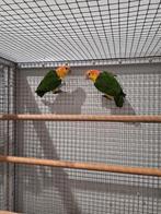 Koppel roestkop caique's., Dieren en Toebehoren, Vogels | Parkieten en Papegaaien, Meerdere dieren, Papegaai, Geringd