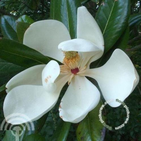 Magnolia grandiflora Magnolia, Valse magnolia, Beverboom, Tuin en Terras, Planten | Struiken en Hagen, Struik, Overige soorten