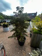 Kamer den boom, Tuin en Terras, Planten | Bomen, Ophalen, Halfschaduw, Overige soorten, 100 tot 250 cm
