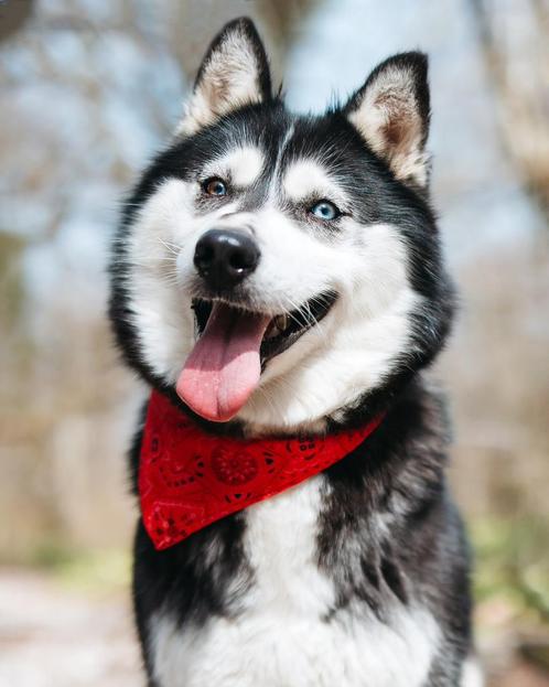 Nala zoekt een thuis, Dieren en Toebehoren, Honden | Niet-rashonden, Middel, Teef, Particulier, Eén hond, Buitenland, 3 tot 5 jaar