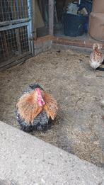 Cochin hanen, Dieren en Toebehoren, Pluimvee, Mannelijk, Kip