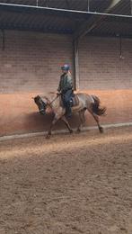Sport c pony bruikleen verplaatsbaar! Sportpony, Dieren en Toebehoren, Ophalen of Verzenden