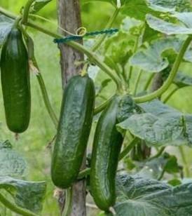 Komkommer Plant Aubergin Tomaat Punt paprika Biber aci Tatli beschikbaar voor biedingen