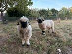 2x walliser schwartznase hamel, Dieren en Toebehoren, Schapen, Geiten en Varkens, Meerdere dieren, Schaap
