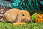 Lief hangoorkonijntje rammetje evt. samen met zusje, Dieren en Toebehoren, Konijnen, Mannelijk, Dwerg, Hangoor, 0 tot 2 jaar