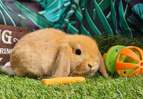 Lief hangoorkonijntje rammetje evt. samen met zusje, Dieren en Toebehoren, Konijnen, Dwerg, Mannelijk, 0 tot 2 jaar, Hangoor