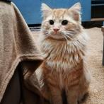 Lieve kater Loki (4 jaar) zoekt nieuw thuis, Dieren en Toebehoren, Katten en Kittens | Overige Katten, Kater, Langharig, 3 tot 5 jaar