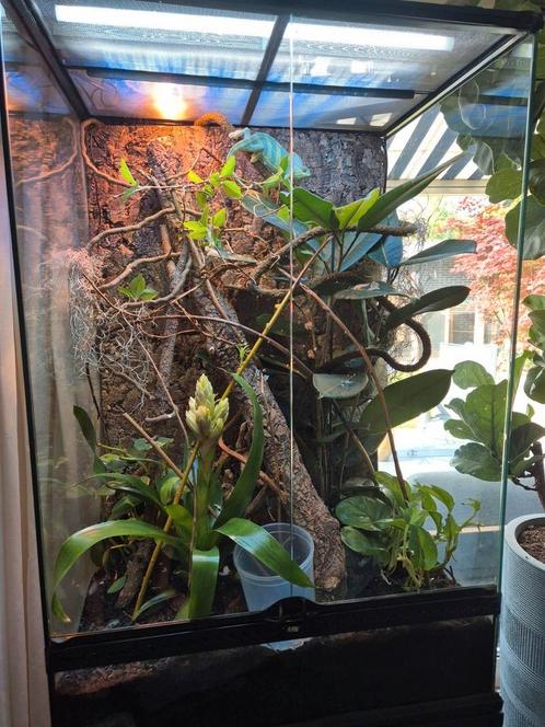 Exo terra terrarium 60X45X90 met onderkast!, Dieren en Toebehoren, Reptielen en Amfibieën