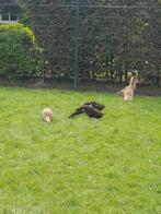 Indische loopeend, Dieren en Toebehoren, Mannelijk, Eend