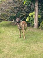 mechelse herder, Dieren en Toebehoren, België, Particulier, Reu, 1 tot 2 jaar