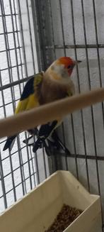 Koppel major putters 24 / 23, Dieren en Toebehoren, Meerdere dieren, Wildzangvogel