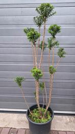 Bonsai ponpon taxus media, Ophalen, Overige soorten, Minder dan 100 cm