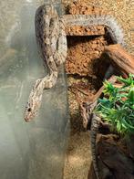 Koppeltje slangen, Dieren en Toebehoren, Reptielen en Amfibieën, Slang, 0 tot 2 jaar