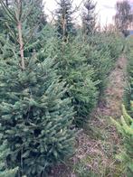 Kerstbomen, Tuin en Terras, Planten | Bomen, Overige soorten, Minder dan 100 cm, Zomer, Ophalen