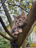 Leuke,erg speelse kittens.kruising siberische boskat, Dieren en Toebehoren, Katten en Kittens | Raskatten | Korthaar, Meerdere dieren