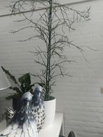 Potloodplant (Euphorbia tirucalli) - 125cm, Huis en Inrichting, Ophalen