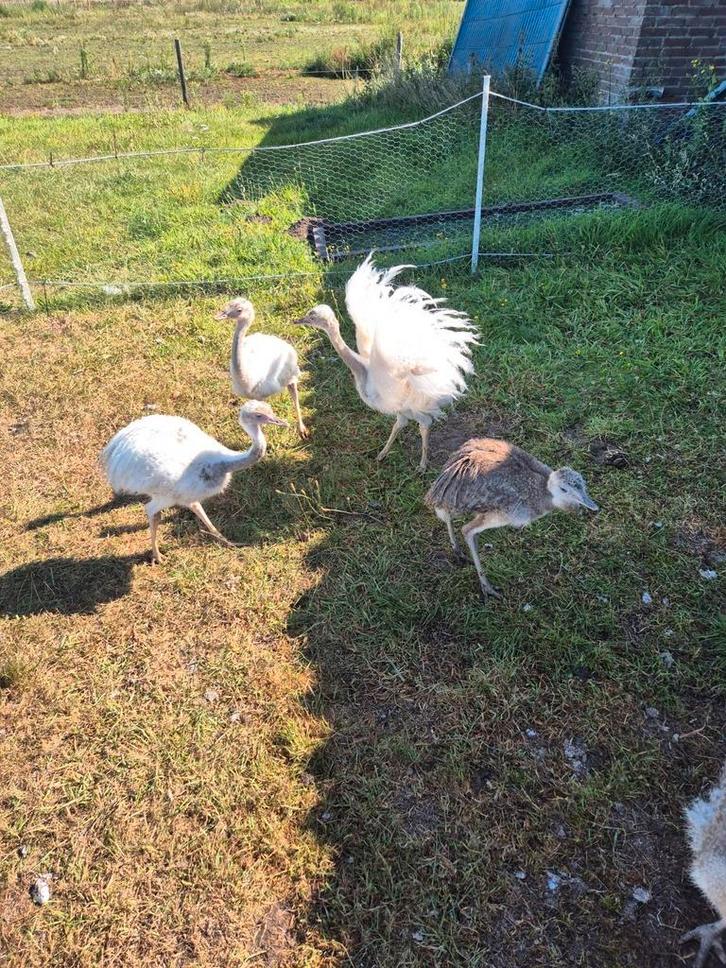 Nandoe's, Dieren en Toebehoren, Pluimvee, Overige soorten, Meerdere dieren